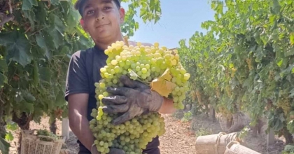 MANİSA'DA 7 KİLO 250 GRAMLIK ÜZÜM SALKIMI