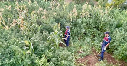 MISIR TARLASI ZEHİR TARLASI ÇIKTI