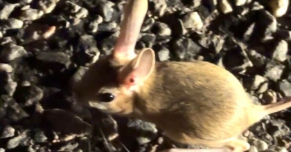 NESLİ TEHDİT ALTINDAKİ ARAP TAVŞANI KÜTAHYA'DA GÖRÜLDÜ