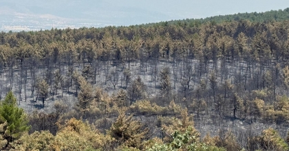 YANAN ORMANLARDA YEŞİLLENDİRME ÇALIŞMASI BAŞLATILDI