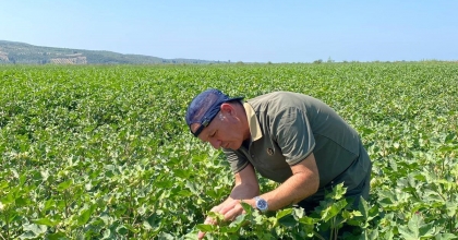 PAMUK VE AYÇİÇEĞİNDE TEHLİKE YOK