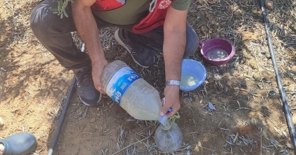  SALİHLİ İLÇE TARIMDAN ‘ZEYTİN SİNEĞİ’ UYARISI