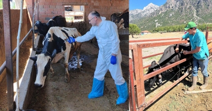 ŞAP AŞILAMALARI SÜRÜYOR