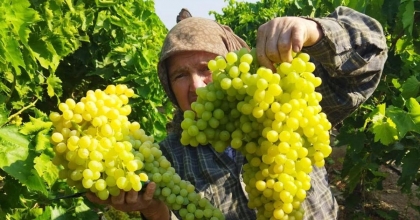 SARIGÖL'DE ÜZÜM HASADI BAŞLADI