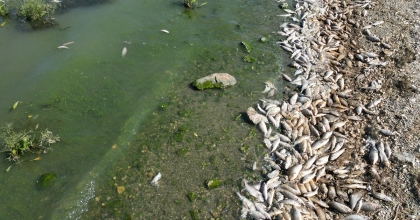 SEYİTLER BARAJI’NDA YÜZLERCE ÖLÜ BALIK GÖRÜNTÜLENDİ