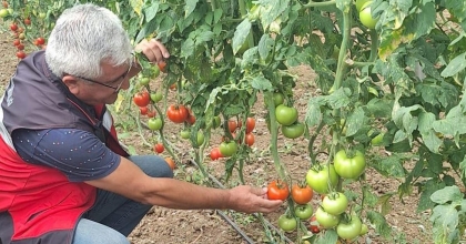 SİMAV EYNAL DOMATESLERİYLE İLGİLİ DENETİM ÇALIŞMASI