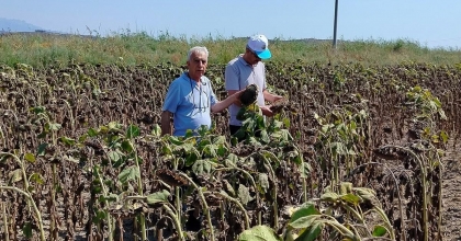 SÖKE’DE AYÇİÇEĞİ VERİMİNİN GEÇMİŞ YILLARI GERİDE BIRAKMASI BEKLENİYOR