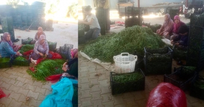 SU SORUNU ÇİFTÇİLERİ ALTERNATİF ÜRÜNE YÖNELTTİ