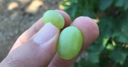 SALİHLİ’DE SALKIM GÜVESİNE KARŞI İLAÇLAMA UYARISI