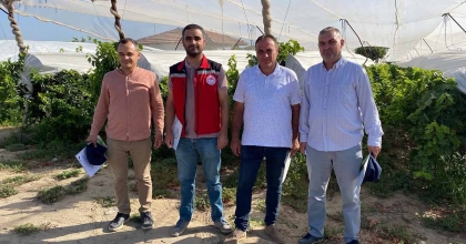 SARIGÖL’DE 2025 YILI ÜZÜM REKOLTE ÇALIŞMALARI YAPILDI