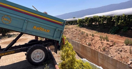 SARIGÖL’DE ÇIKMA ÜZÜM 16 TL’YE YÜKSELDİ