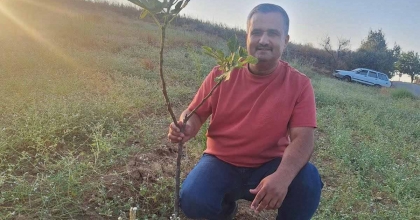 SARIGÖL’DE SARILOP İNCİR ÜRETİMİ YAYGINLAŞIYOR