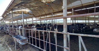 SÖKE'DE HASTALIKTAN ARİ İŞLETMELER DENETLENDİ