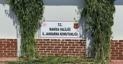 SOMA'DA 1.620 KÖK KENEVİR ELE GEÇİRİLDİ