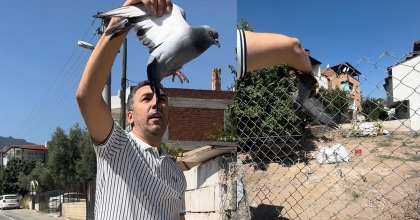 TELLERE TAKILAN GÜVERCİN İMDADINA MUHTAR YETİŞTİ