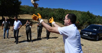 TAVŞANLI'DA 300 KINALI KEKLİK DOĞAYA SALINDI