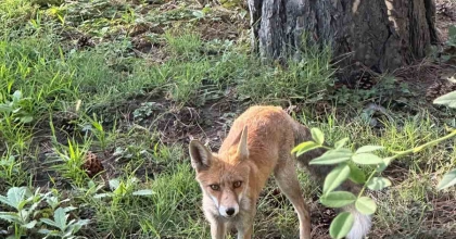 TAVŞANLI'DA MADEN İŞÇİLERİNİN TİLKİ İLE DOSTLUĞU