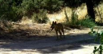 YABAN HAYATI FOTOKAPANA YAKALANDI