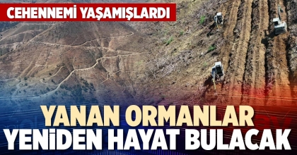 YANAN ORMANLAR YENİDEN HAYAT BULACAK