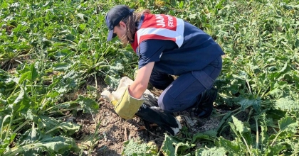 YARALI LEYLEĞİN İMDADINA JANDARMA YETİŞTİ