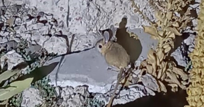 YAYLADA NADİR ARAP TAVŞANI'NIN GÖRÜLDÜĞÜ İDDİASI