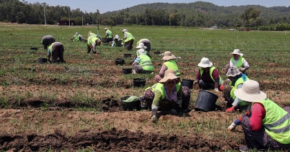YANAN SAHALARIN FİDANLARI HAZIR