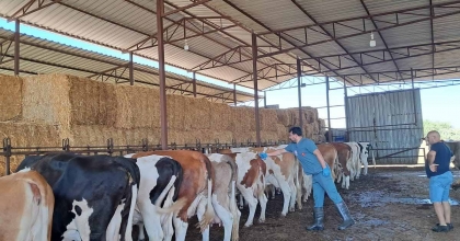 KÖŞK'TE ŞAP AŞILAMASI BAŞLADI