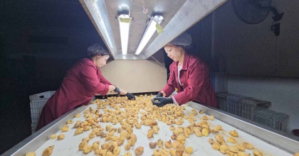 AFLATOKSİNLİ İNCİRE GEÇİT YOK