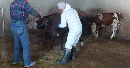 AFYONKARAHİSAR’DA SIĞIR TÜBERKÜLOZU TARAMASI BAŞLATILDI