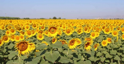 AYÇİÇEK ALIM FİYATLARI AÇIKLANDI