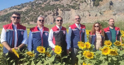 AYDIN'DA 95 BİN DEKAR ALANDA AYÇİÇEĞİ EKİLİYOR