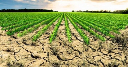 AYDIN’DA İŞLENMEYEN TARIM ARAZİLERİNİN LİSTESİ İLAN EDİLDİ