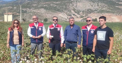 AYDIN’DA PAMUK TARLALARINA İNCELEME