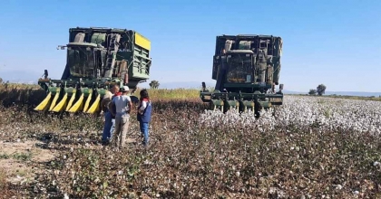 AYDIN’DA PAMUK TOPLAMA FİYATI BELİRLENDİ