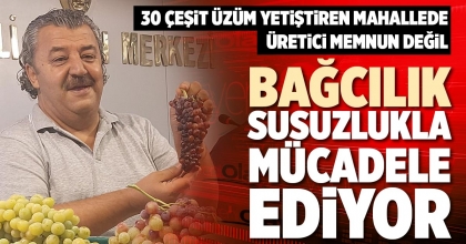 BAĞCILIK SUSUZLUKLA MÜCADELE EDİYOR