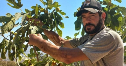 BAŞKASININ KOLLARIYLA İNCİR HASADI YAPIYOR