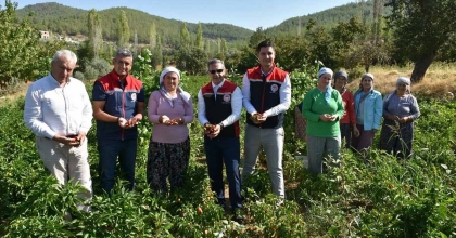 BOZDOĞAN’DA TURŞULUK BİBER HASADI GERÇEKLEŞTİRİLDİ