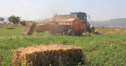 BÜYÜKŞEHİR’DEN ÜRETİCİLERE ÜCRETSİZ YEM BİTKİSİ TOHUMU DESTEĞİ