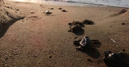 CARETTA CARETTALAR DENİZLE BULUŞTU