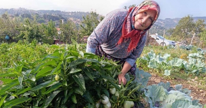 DEMİRCİ’DE İLK KEZ PEPİNO YETİŞTİRİLDİ