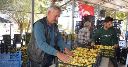 DEMİRCİ'DE TAZE İRİ HÜNNAP MEYVESİNİN HASADI BAŞLADI