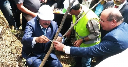 ESKİ BAKAN EROĞLU’NUN AŞILADIĞI ZEYTİN MEYVE VERMEYE BAŞLADI