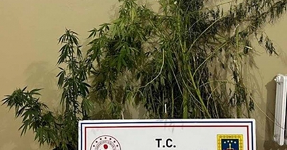 EFELER’DE 22 KÖK KENEVİR ELE GEÇİRİLDİ