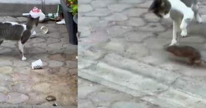 ESNAF, KEDİ İLE FARENİN KAPIŞMASINI MAÇ ANLATIR GİBİ ANLATTI