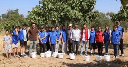 GÖNÜLLÜ GENÇLER İNCİR ÜRETİCİSİNİN ALIN TERİNE ORTAK OLDU