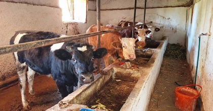 HİSARCIK İLÇESİNDE ŞAP KARANTİNASI