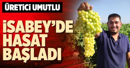 İSABEY’DE HASAT BAŞLADI