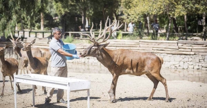 İYİLEŞEN KIZIL GEYİK YENİ YUVASINDA