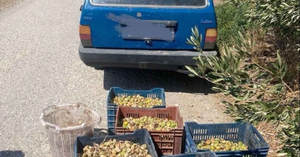 JANDARMA'DAN İNCİR HIRSIZLARINA SUÇÜSTÜ