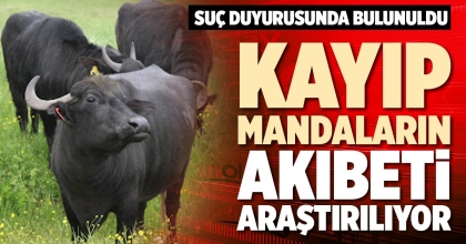 KAYIP MANDALARIN AKIBETİ ARAŞTIRILIYOR